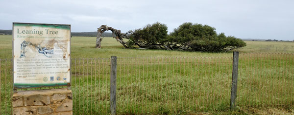 Western Australia Dongara Leaning Tree